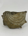 Vintage Big Brass Conch Sea Shell Planter- 8"