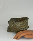 Vintage Big Brass Conch Sea Shell Planter- 8"