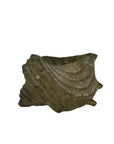 Vintage Big Brass Conch Sea Shell Planter- 8"