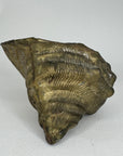 Vintage Big Brass Conch Sea Shell Planter- 8"