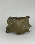 Vintage Big Brass Conch Sea Shell Planter- 8"