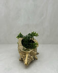 Vintage Nautical Brass Shell Planter